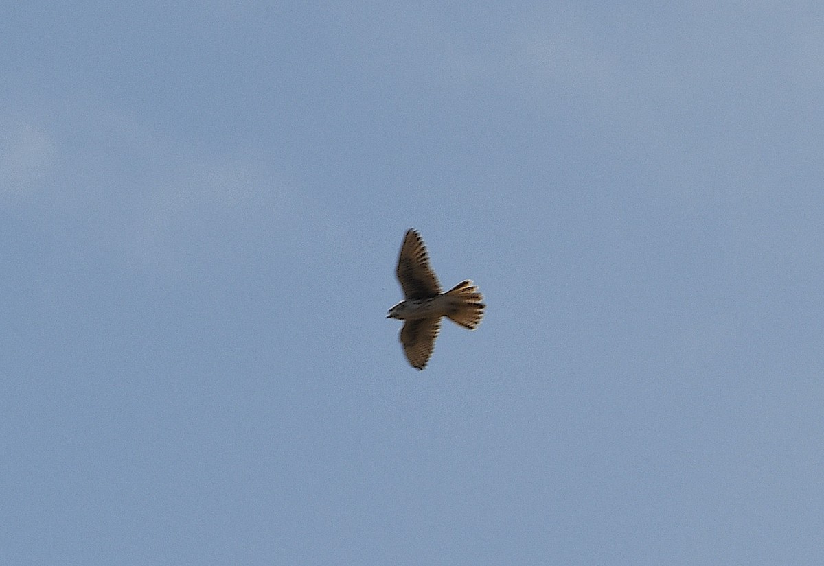 Prairie Falcon - ML643909992