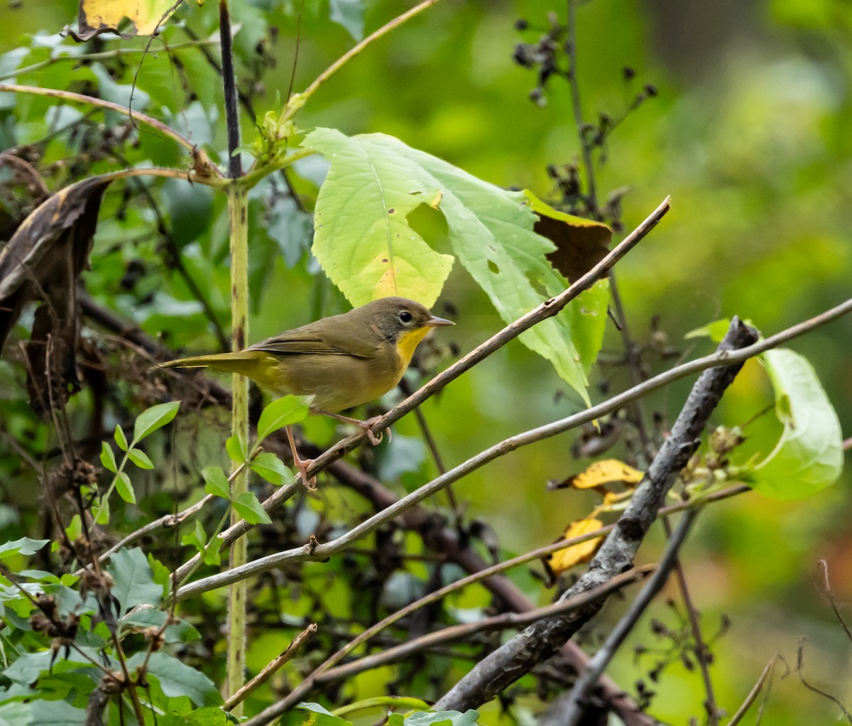 Common Yellowthroat - ML643909997