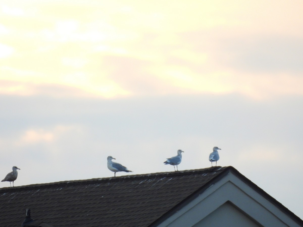 American Herring Gull - ML643910001