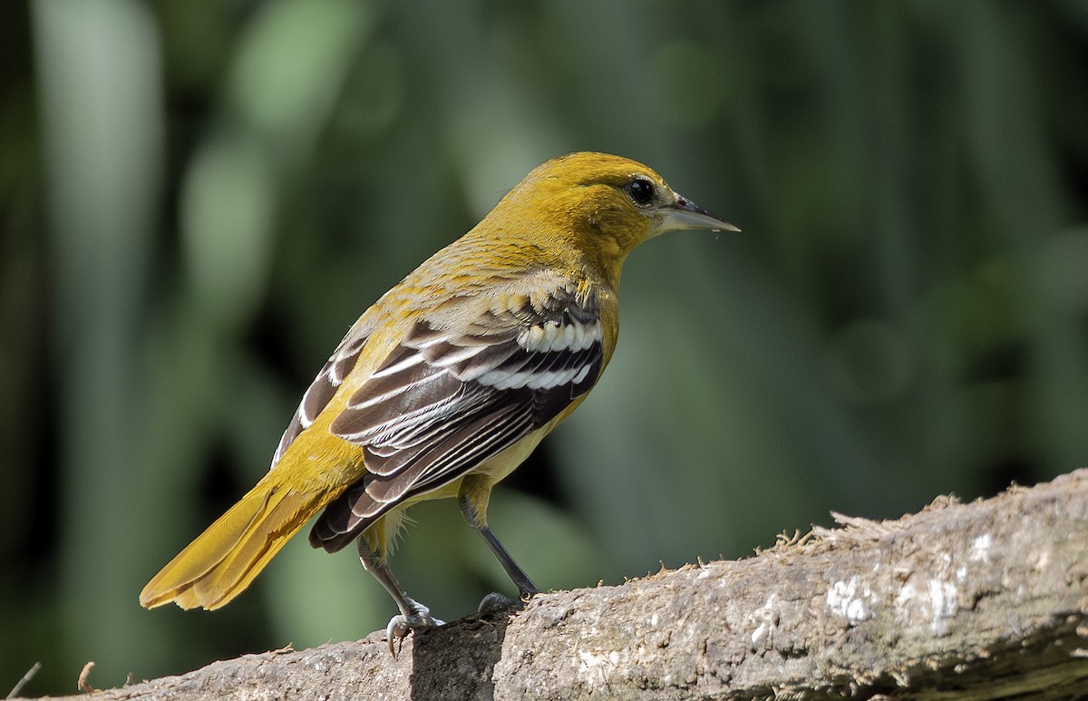 Baltimore Oriole - ML643910024