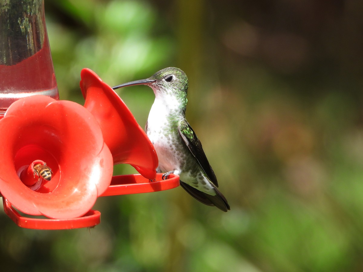 Green-and-white Hummingbird - ML643910025