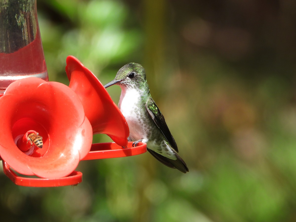 Green-and-white Hummingbird - ML643910026