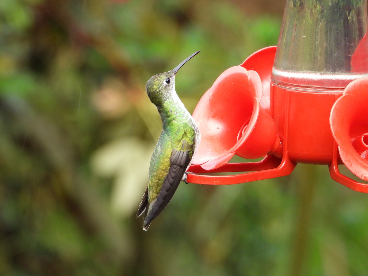 Green-and-white Hummingbird - ML643910027