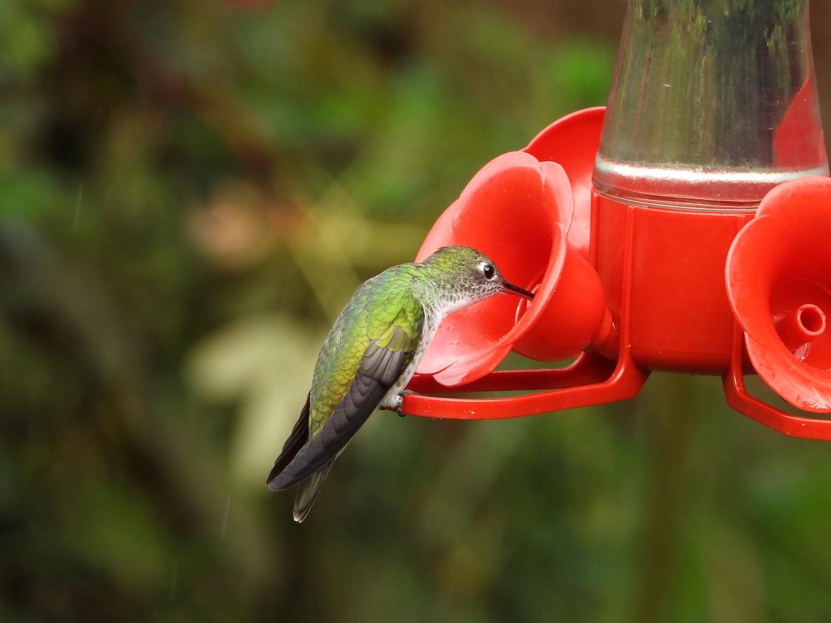 Green-and-white Hummingbird - ML643910028