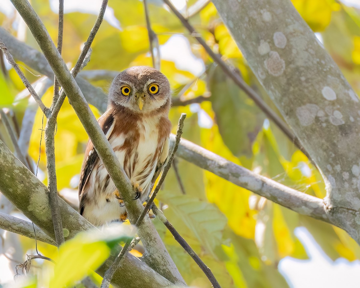 Least Pygmy-Owl - ML643910029