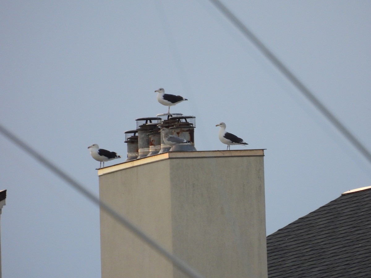 Great Black-backed Gull - ML643910034