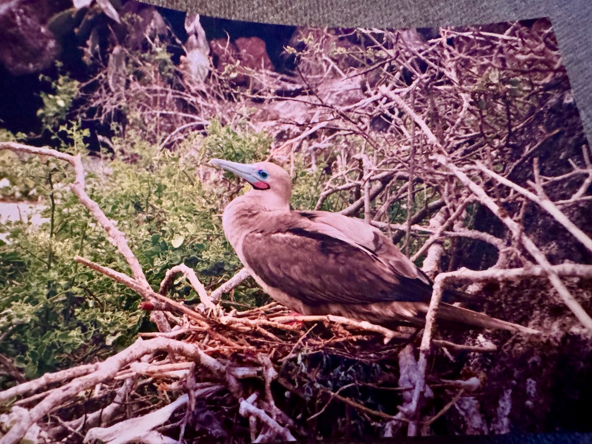 Red-footed Booby - ML643910037