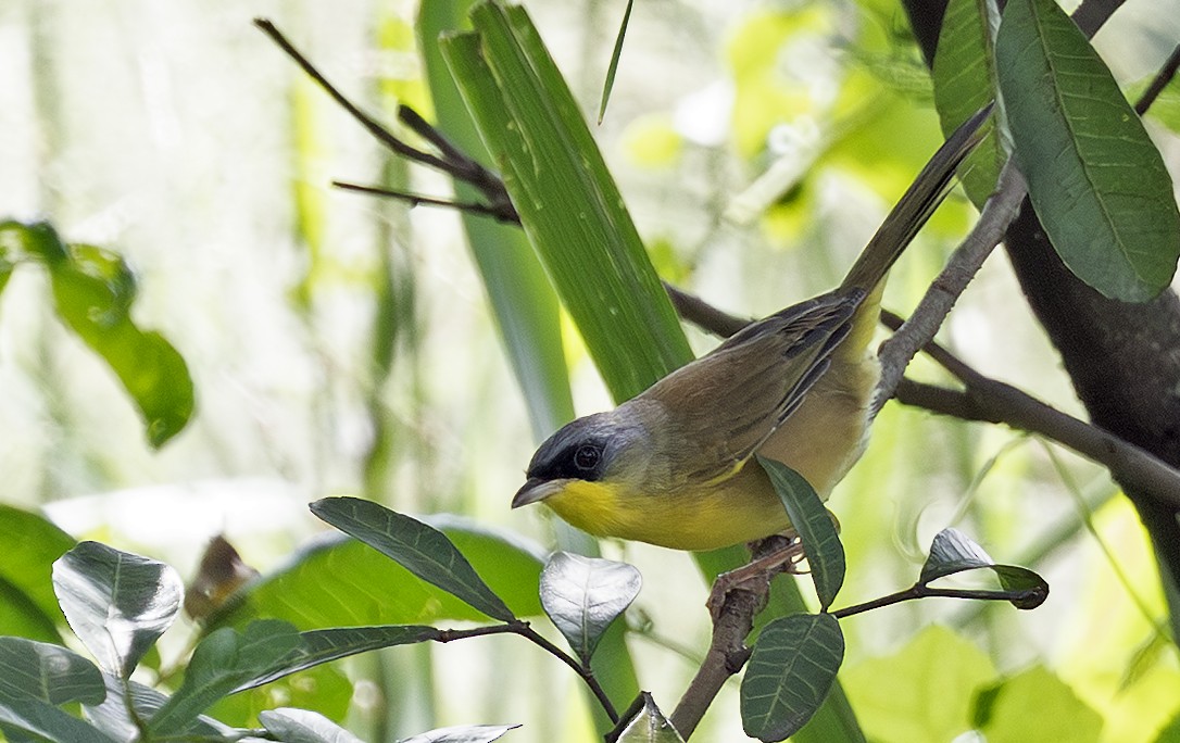Gray-crowned Yellowthroat - ML643910063