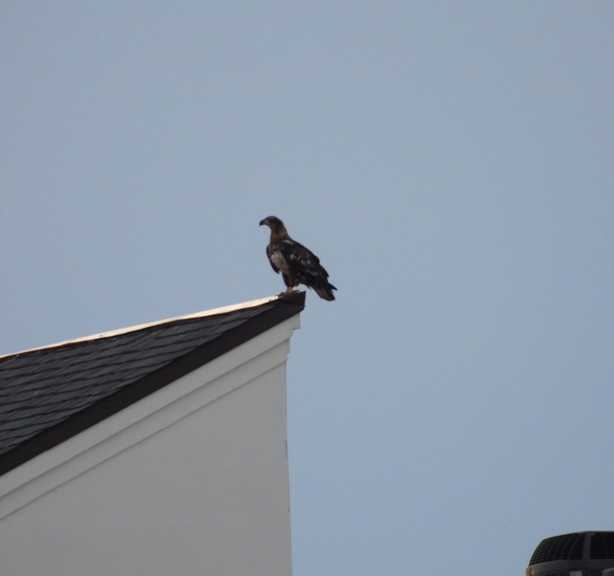 Bald Eagle - ML643910064