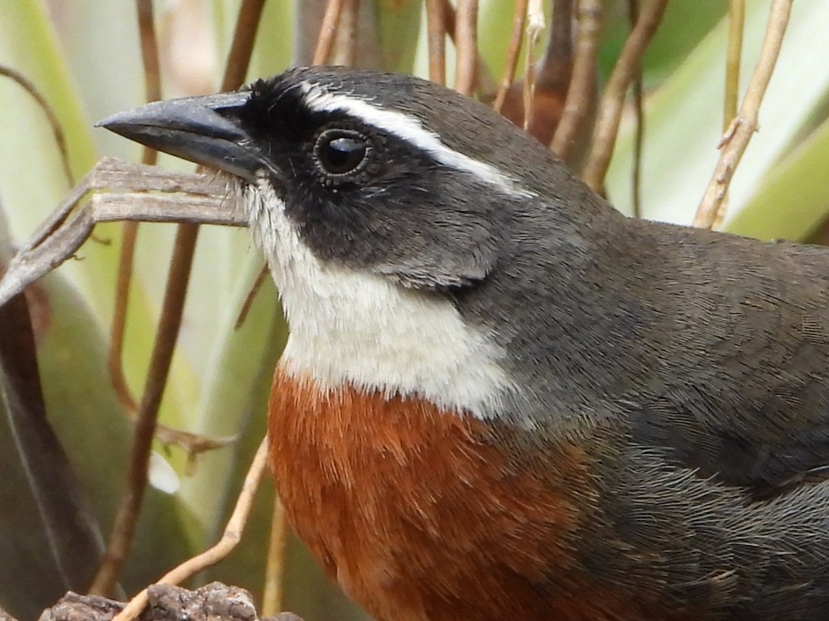 Chestnut-breasted Mountain Finch - ML643910066