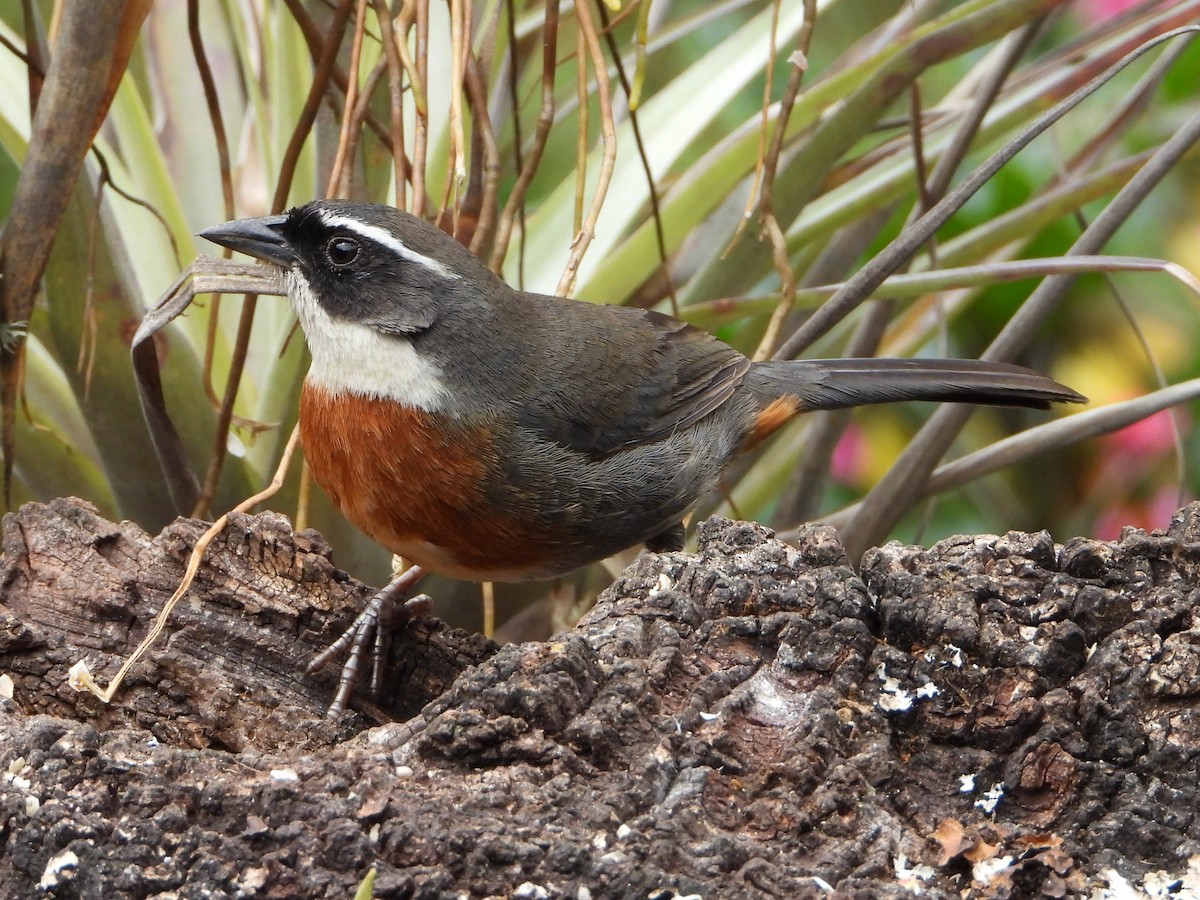 Chestnut-breasted Mountain Finch - ML643910067