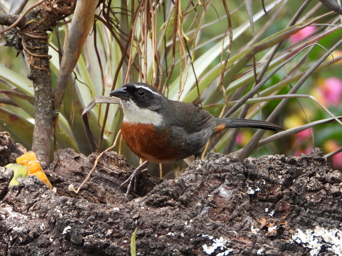 Chestnut-breasted Mountain Finch - ML643910068