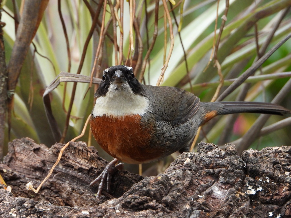Chestnut-breasted Mountain Finch - ML643910069