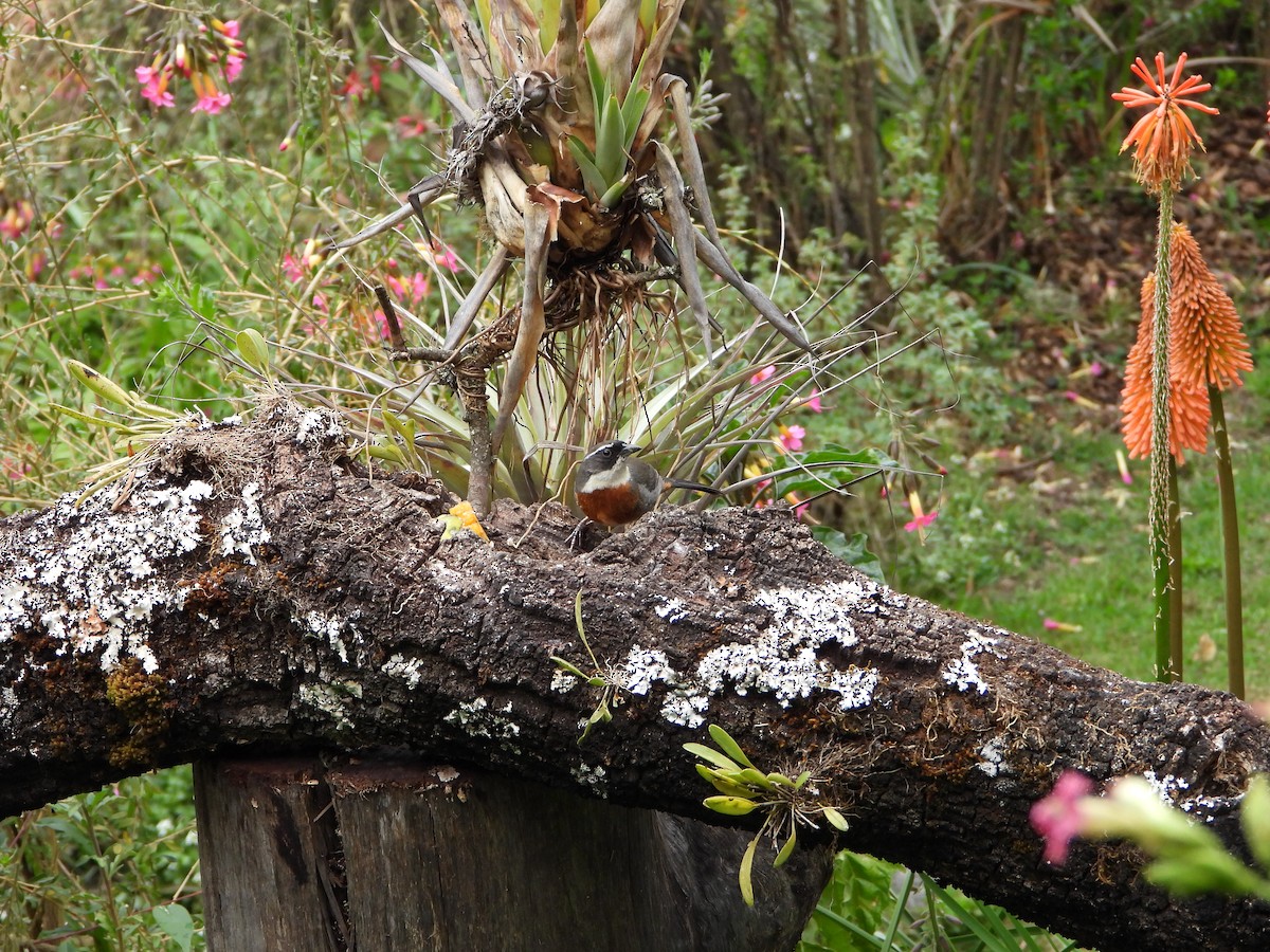 Chestnut-breasted Mountain Finch - ML643910070