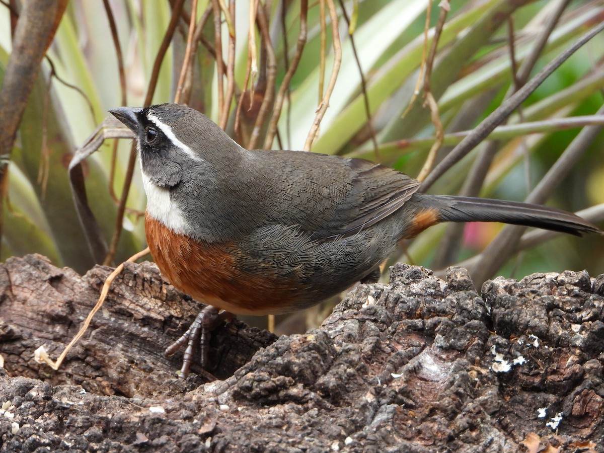 Chestnut-breasted Mountain Finch - ML643910071