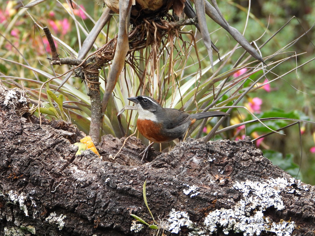 Chestnut-breasted Mountain Finch - ML643910073