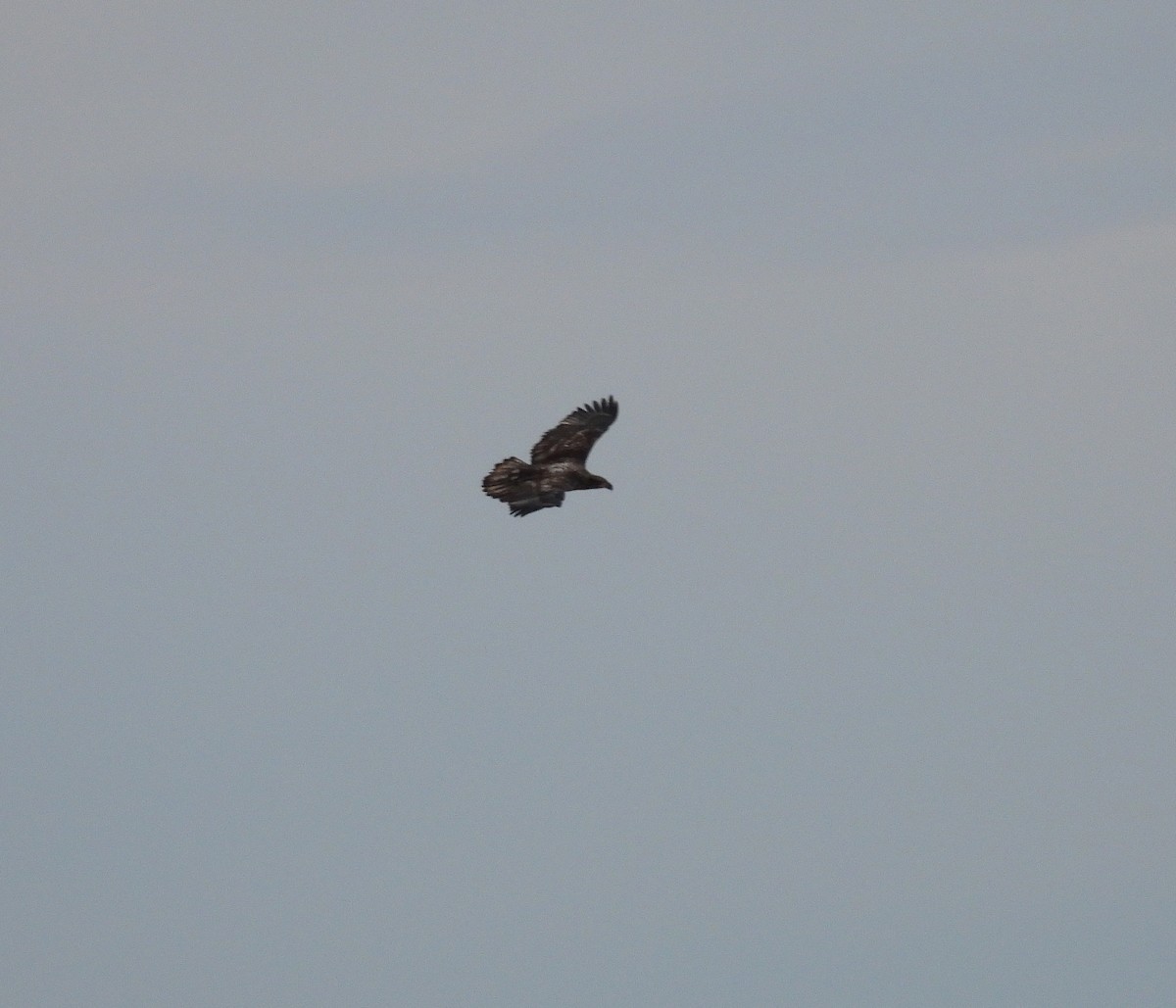 Bald Eagle - ML643910074