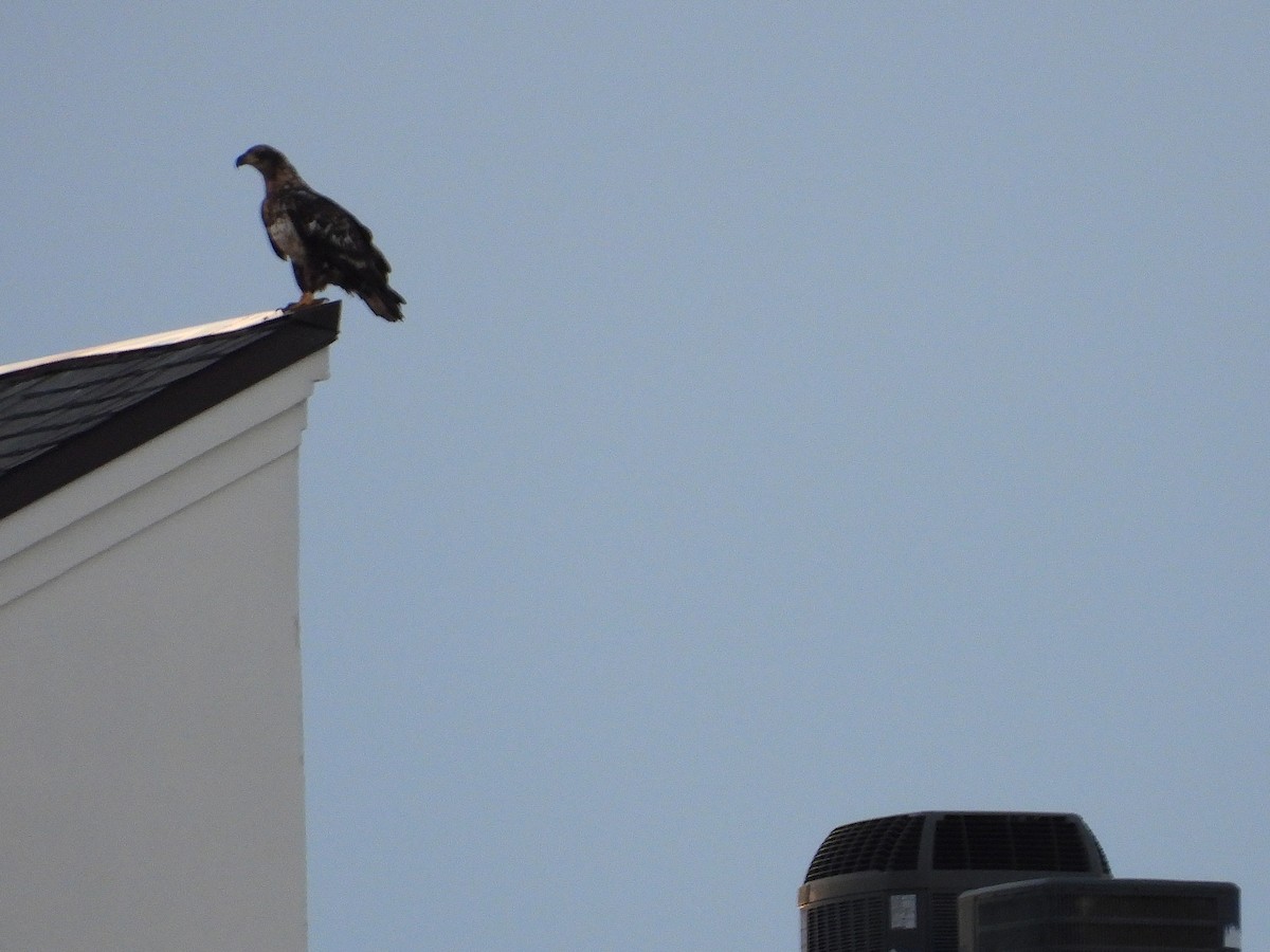 Bald Eagle - ML643910077