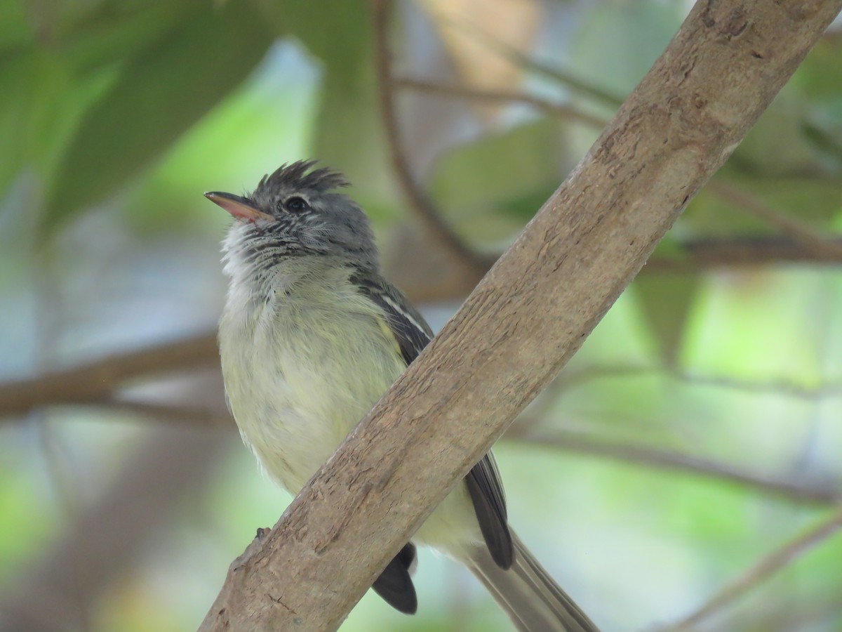 Southern Beardless-Tyrannulet - ML643910086