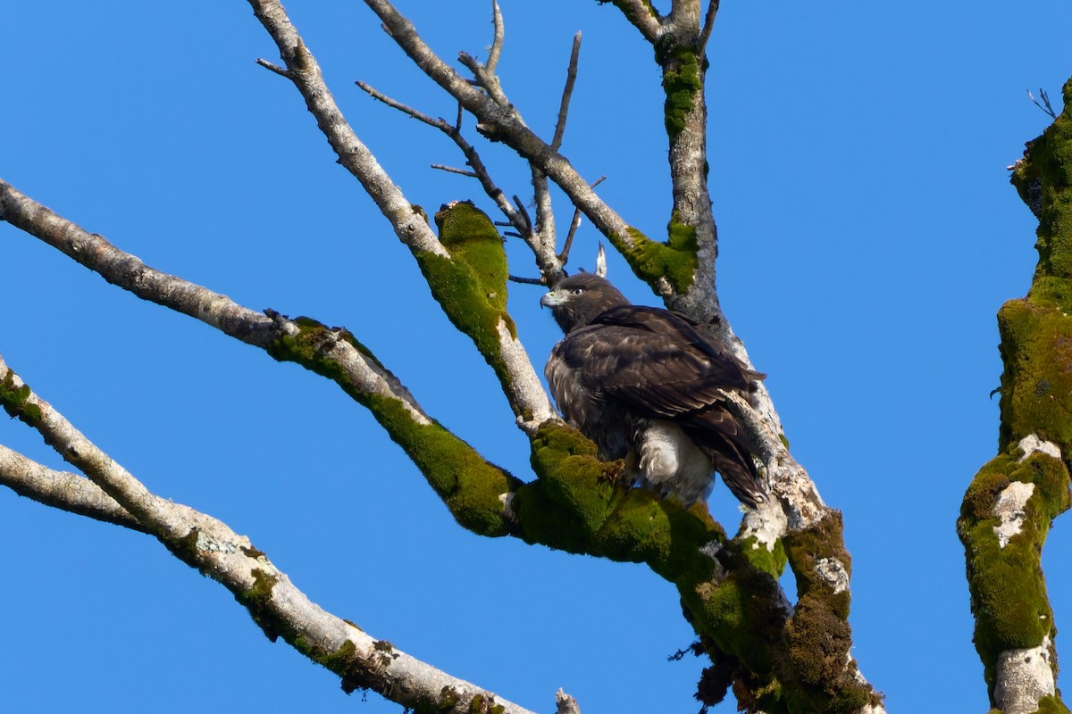 Rufous-tailed Hawk - ML643910103