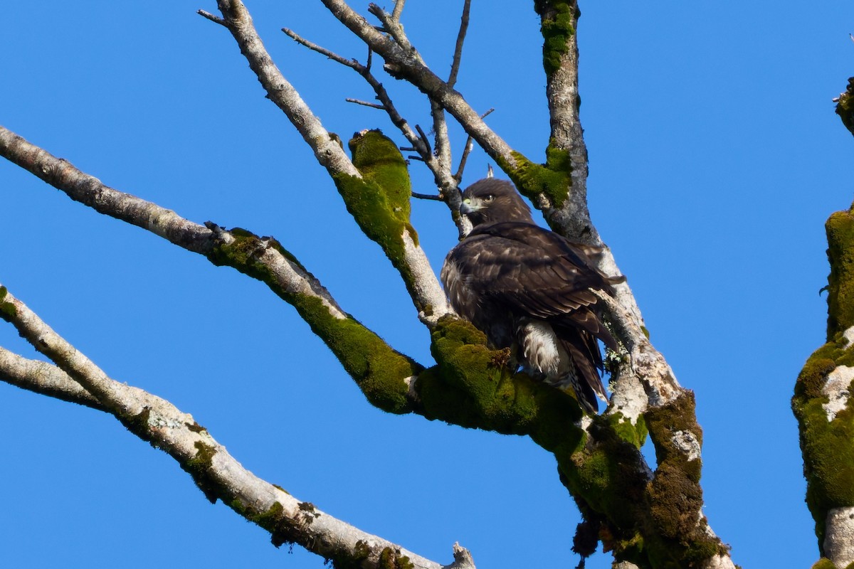 Rufous-tailed Hawk - ML643910104