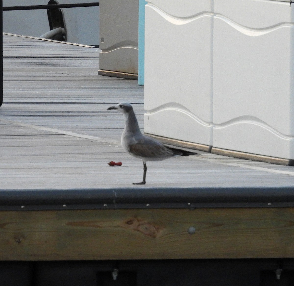 Laughing Gull - ML643910106