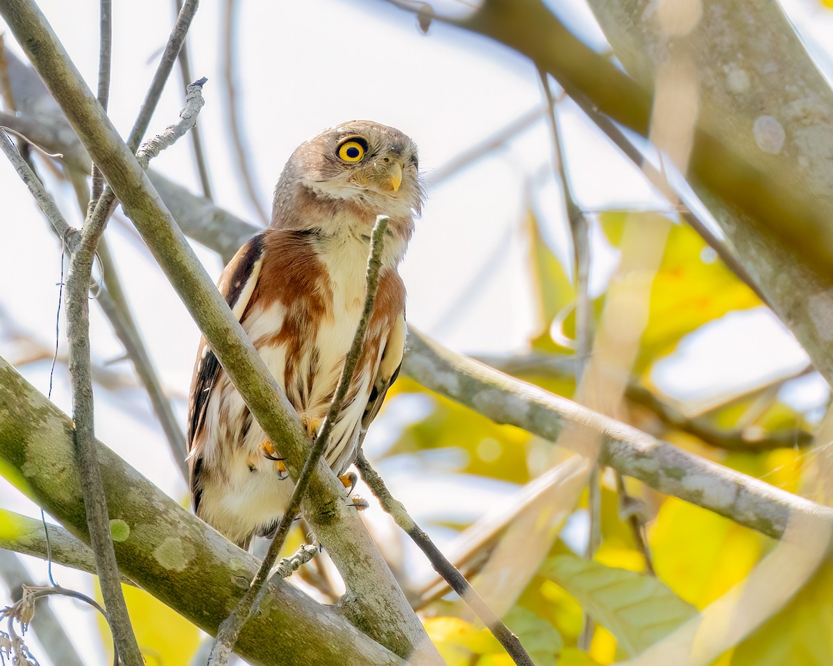 Least Pygmy-Owl - ML643910109