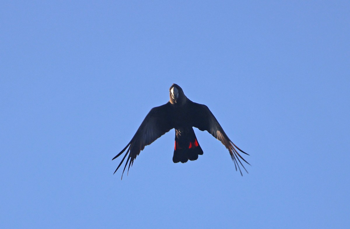 Parlak Siyah Kakadu - ML643910130