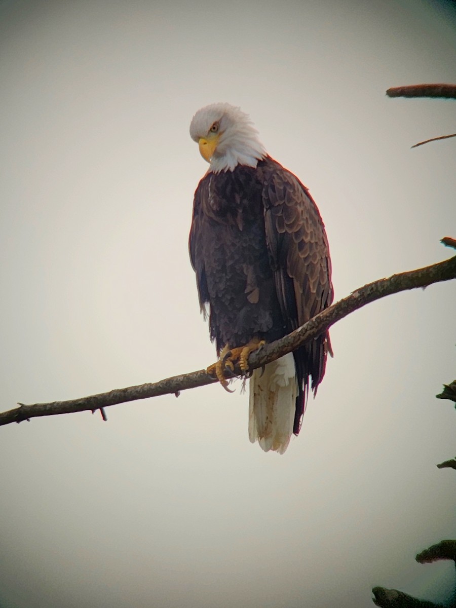 Bald Eagle - ML643910132