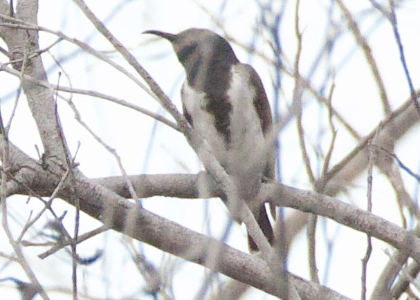 Black Honeyeater - ML643910139