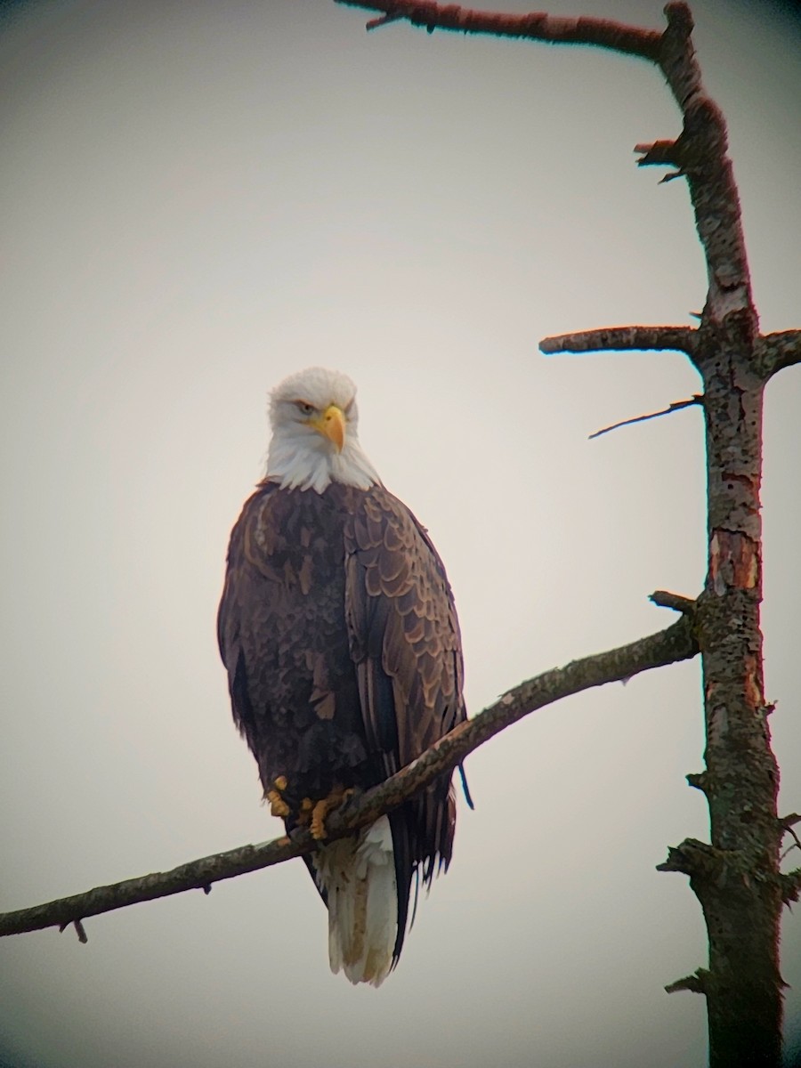 Bald Eagle - ML643910145