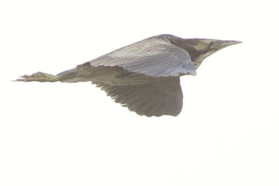 Australasian Bittern - ML643910152