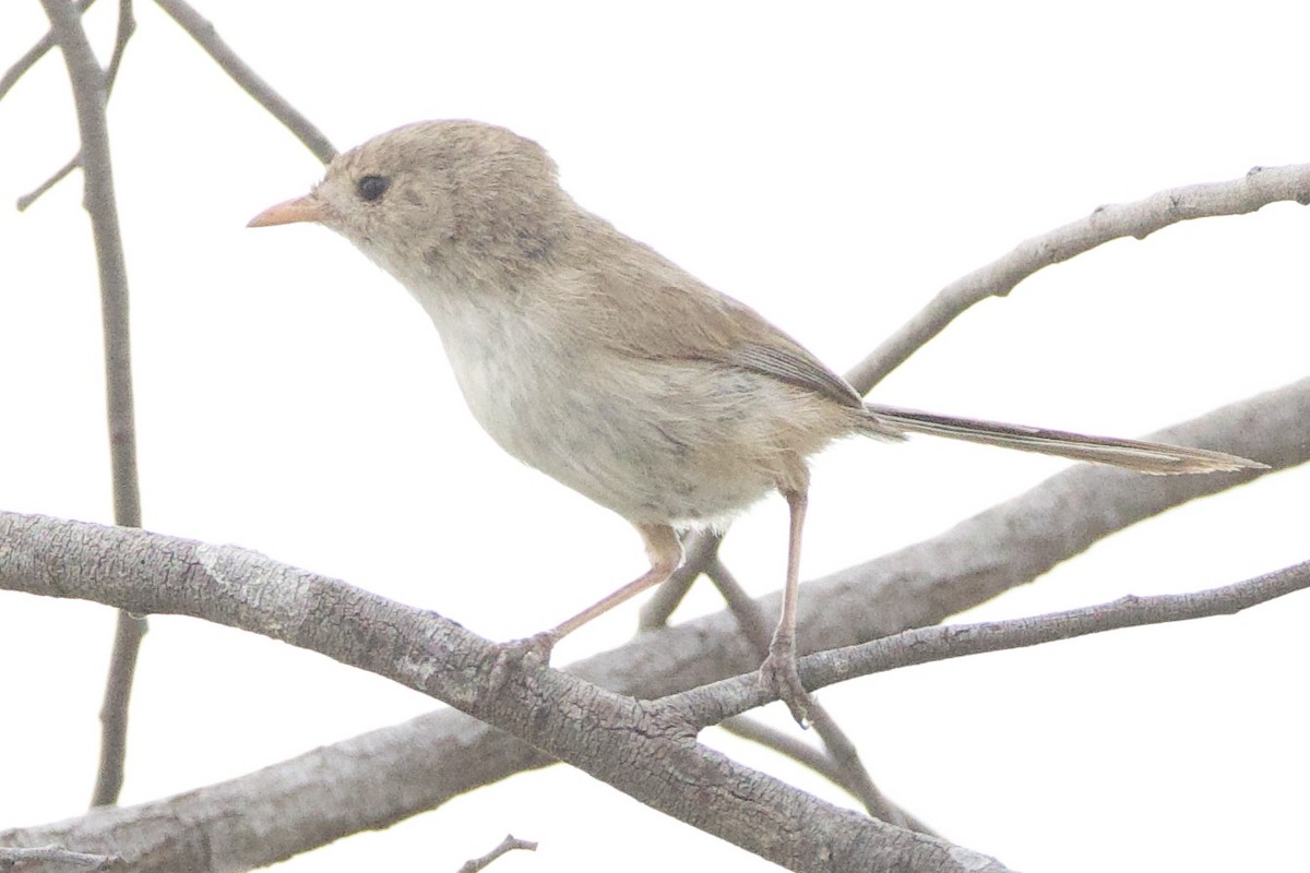 White-winged Fairywren (Blue-and-white) - ML643910155