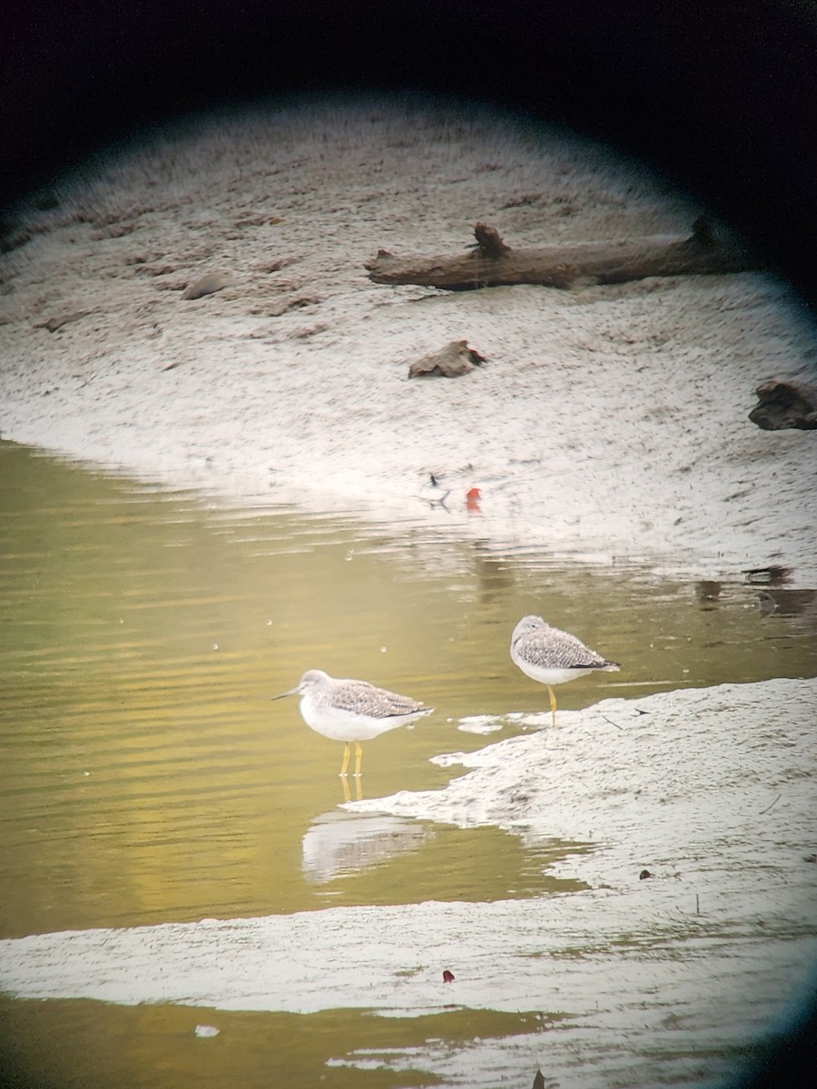 Greater Yellowlegs - ML643910162