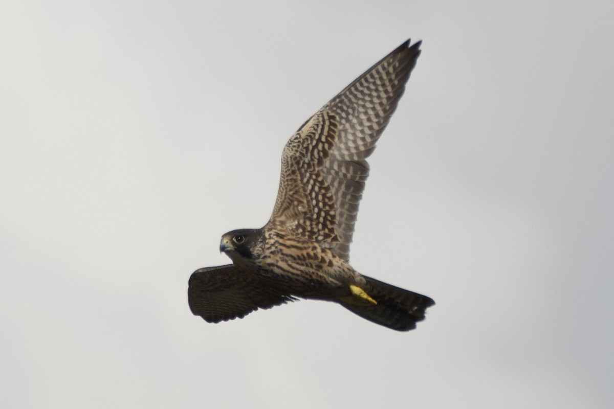 Faucon pèlerin - ML643910163