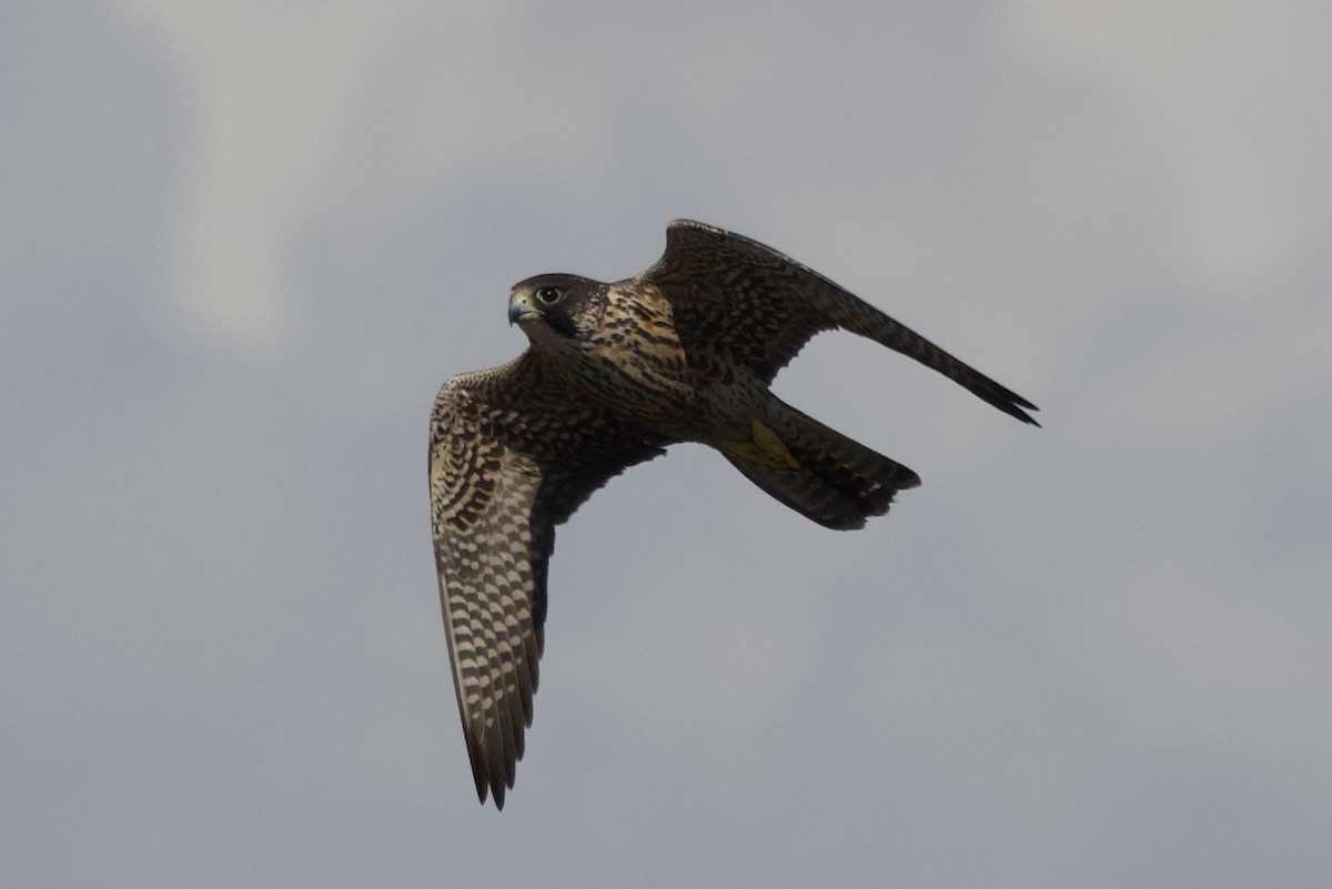 Faucon pèlerin - ML643910164