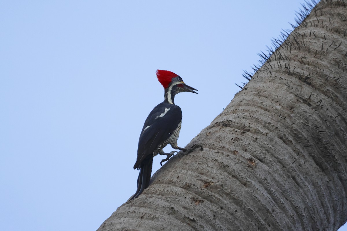 Lineated Woodpecker - ML643910179