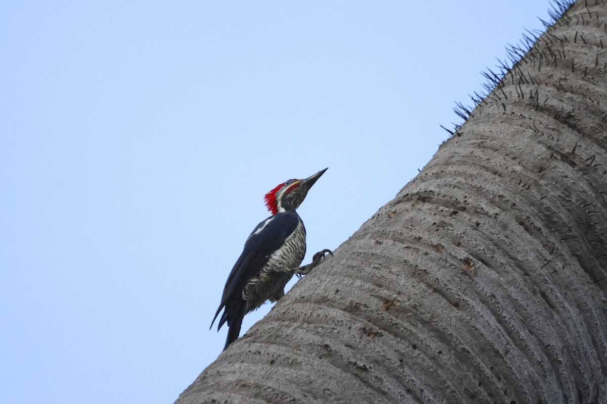 Lineated Woodpecker - ML643910180