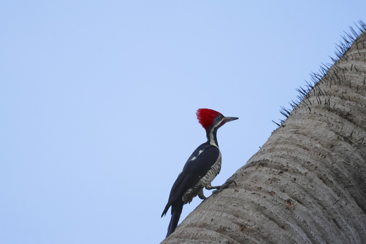 Lineated Woodpecker - ML643910181