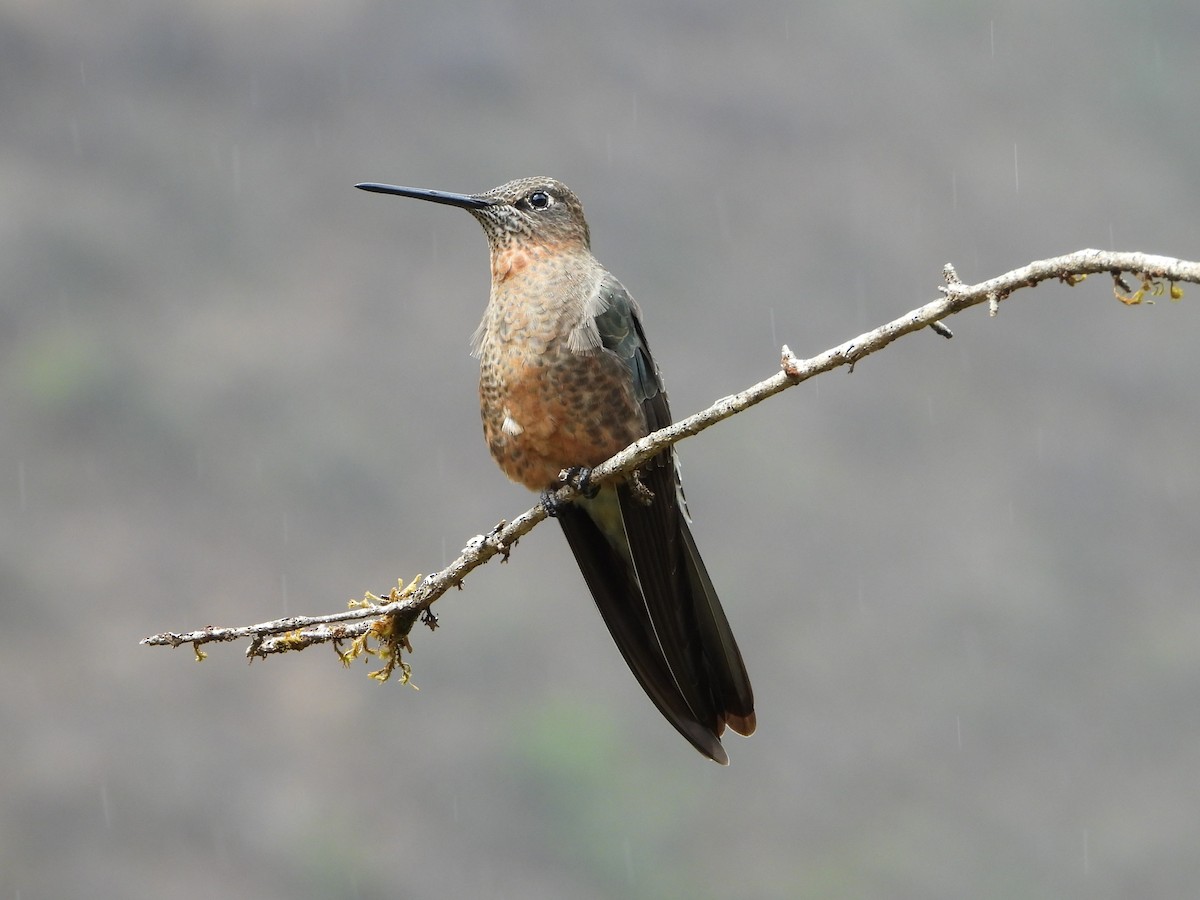 Colibri géant - ML643910182