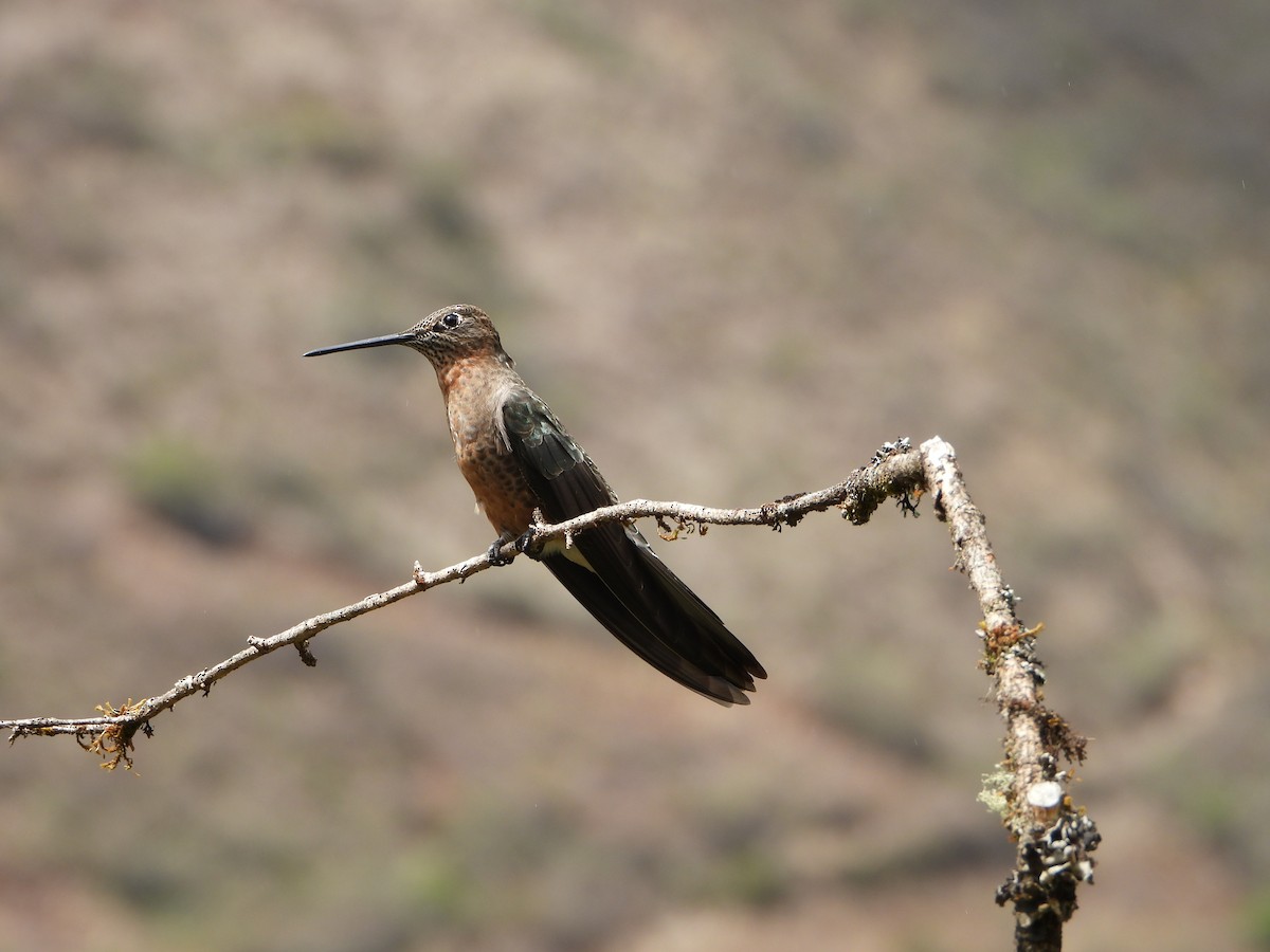 Colibri géant - ML643910183