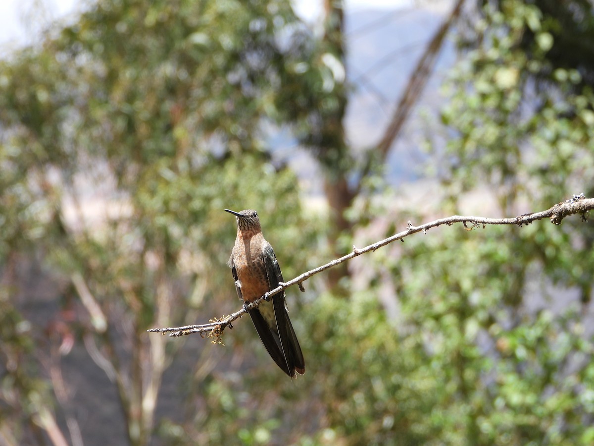Colibri géant - ML643910185