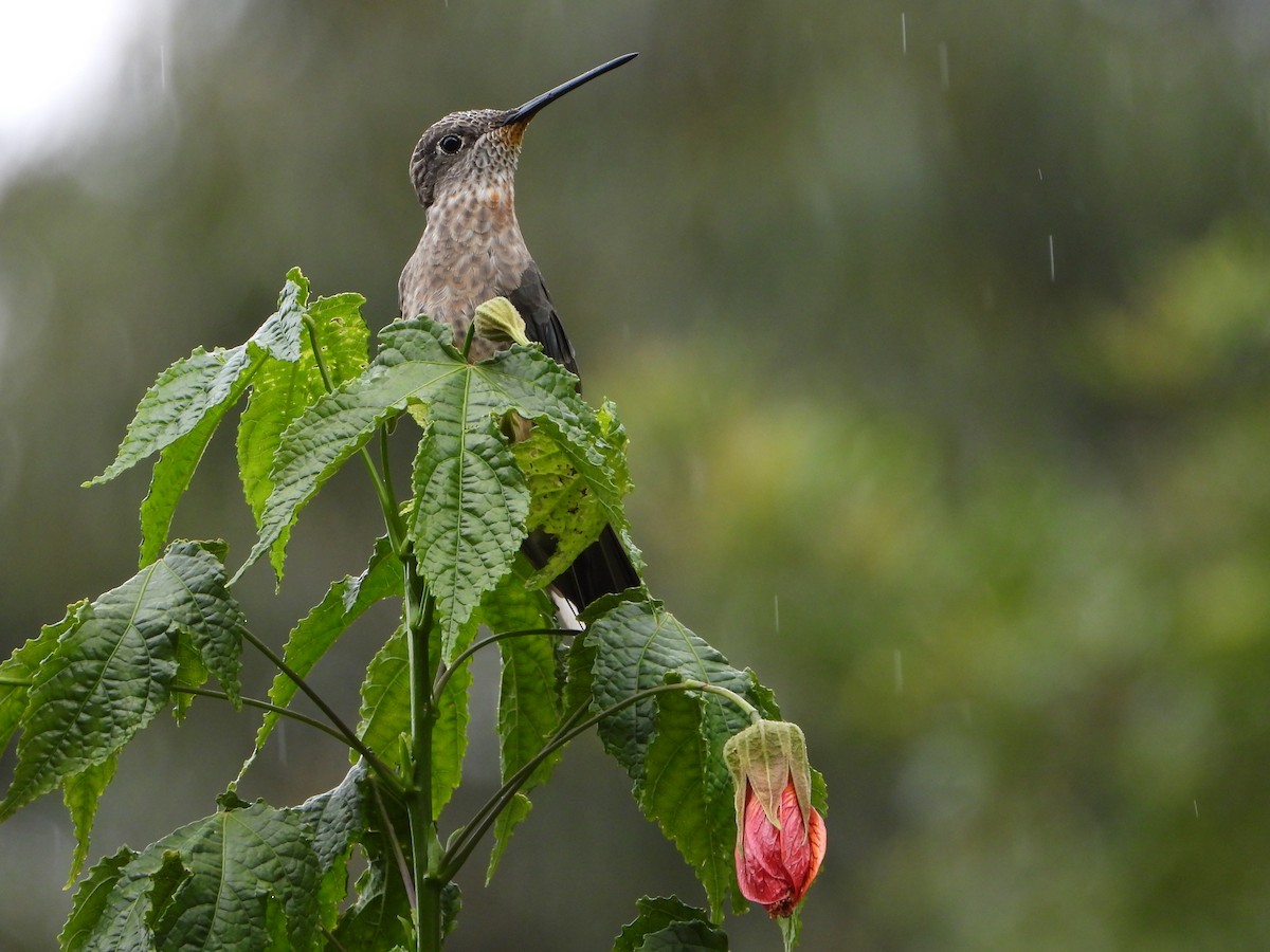Colibri géant - ML643910186