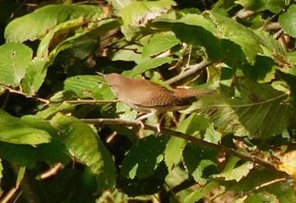 Northern House Wren - ML643910187