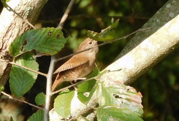 Northern House Wren - ML643910188