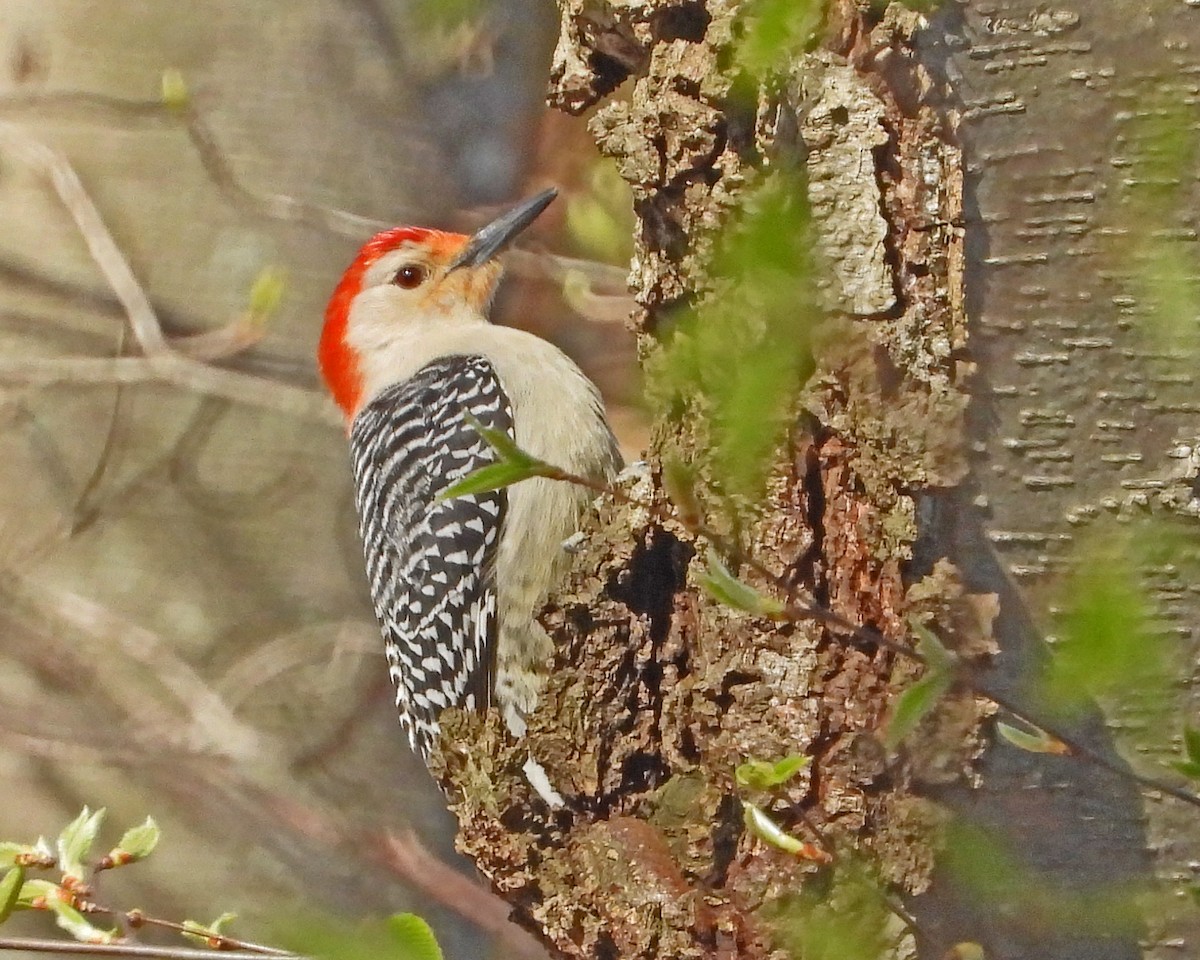 Red-bellied Woodpecker - ML643910189