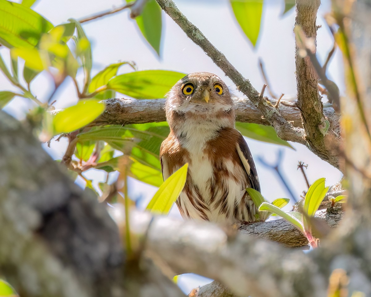 Least Pygmy-Owl - ML643910191