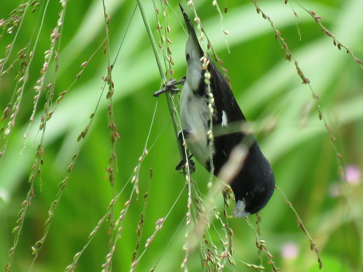 Black-and-white Seedeater - ML643910192