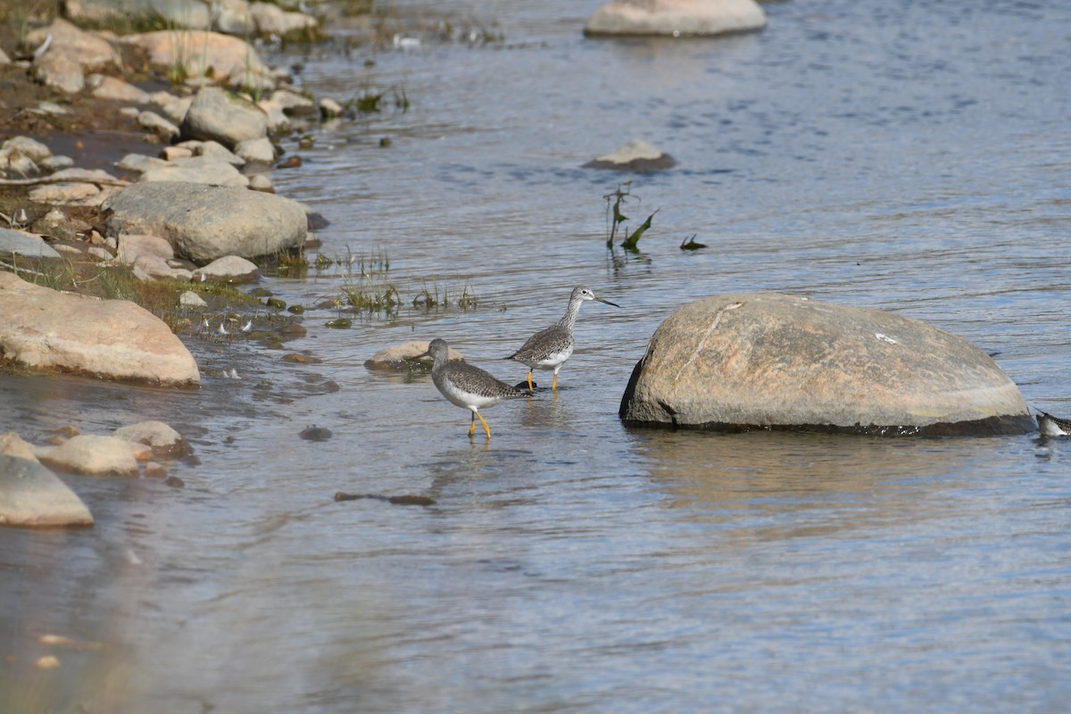 Greater Yellowlegs - ML643910202