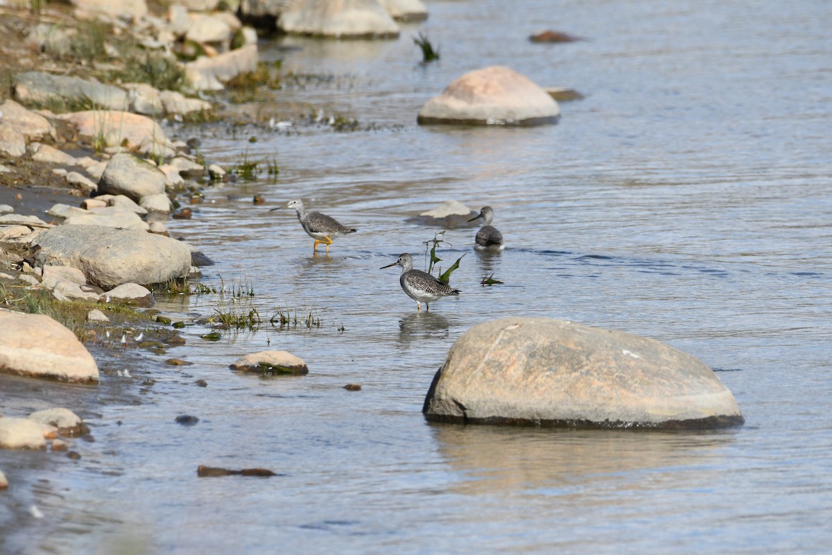 Greater Yellowlegs - ML643910203